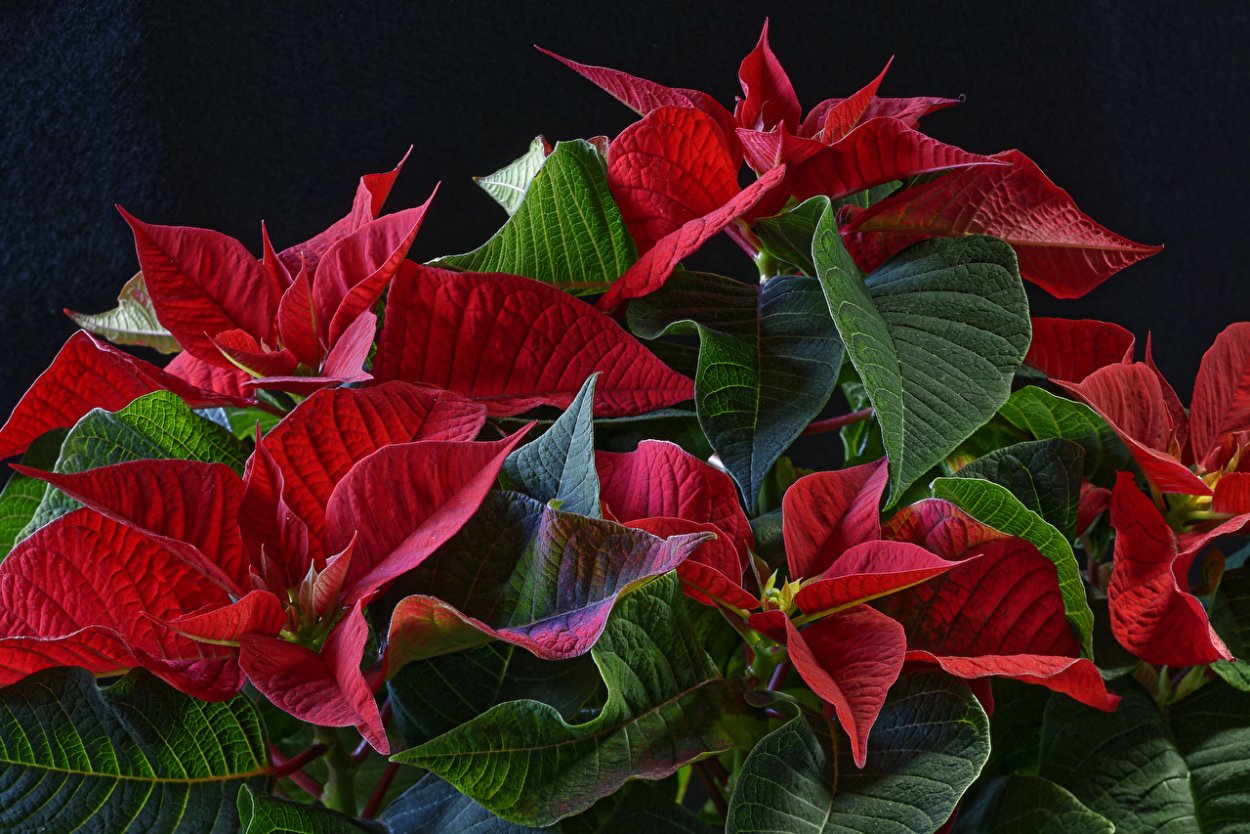 Комнатный цветок пуансетия