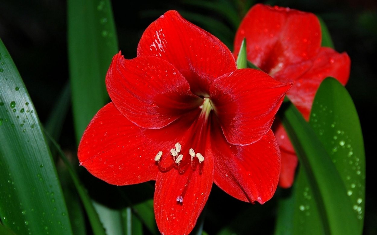 Амариллис цветок