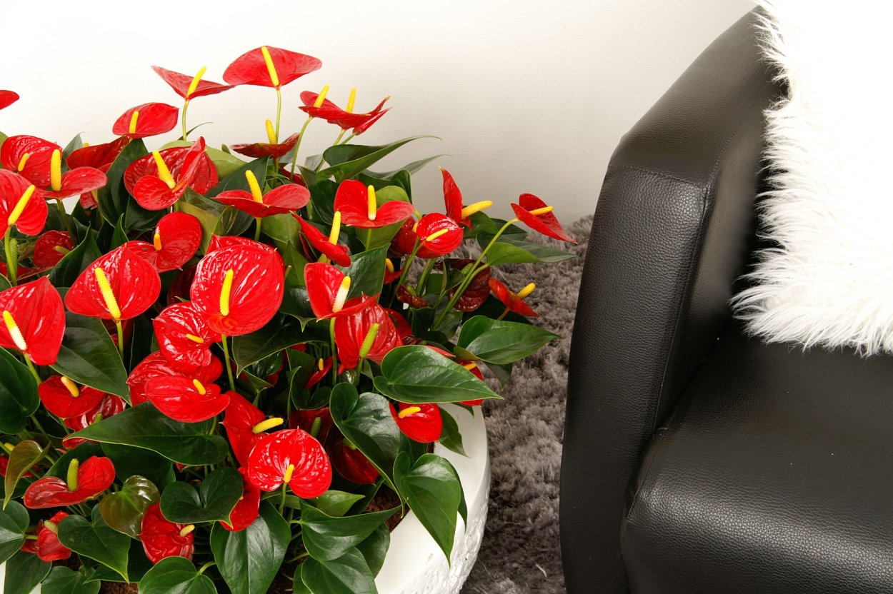 Антуриум диамонд ред