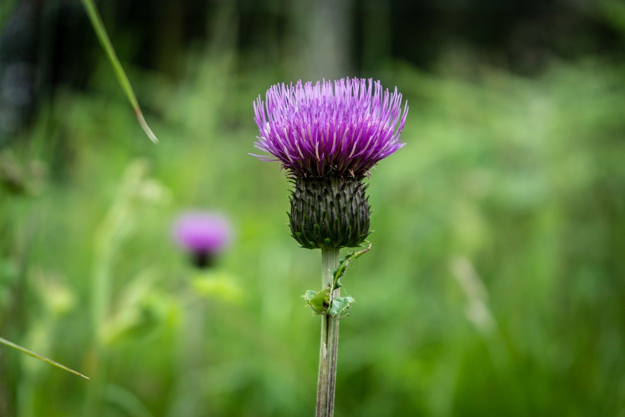 Чертополох Thistle шотландский