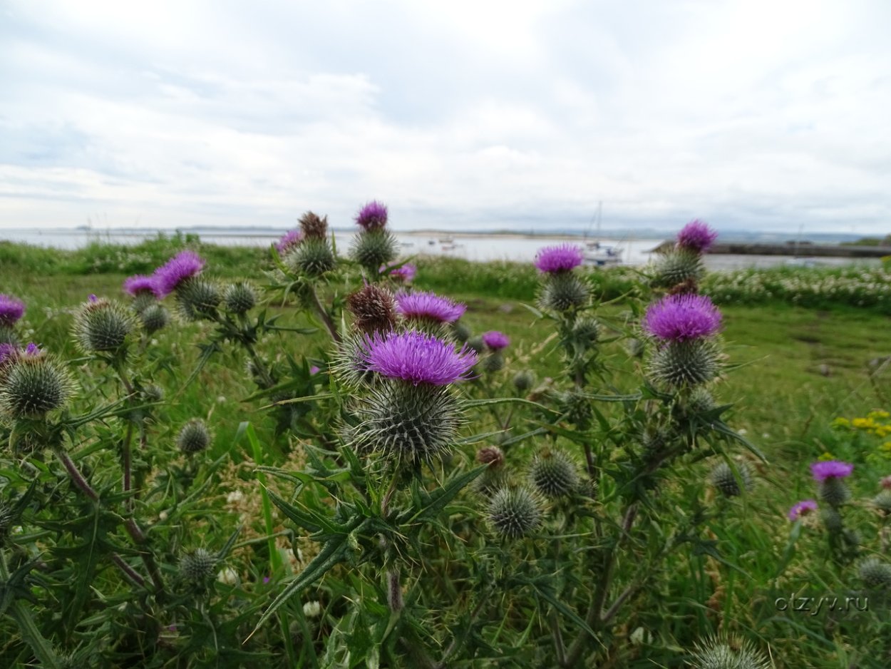 Чертополох Thistle шотландский