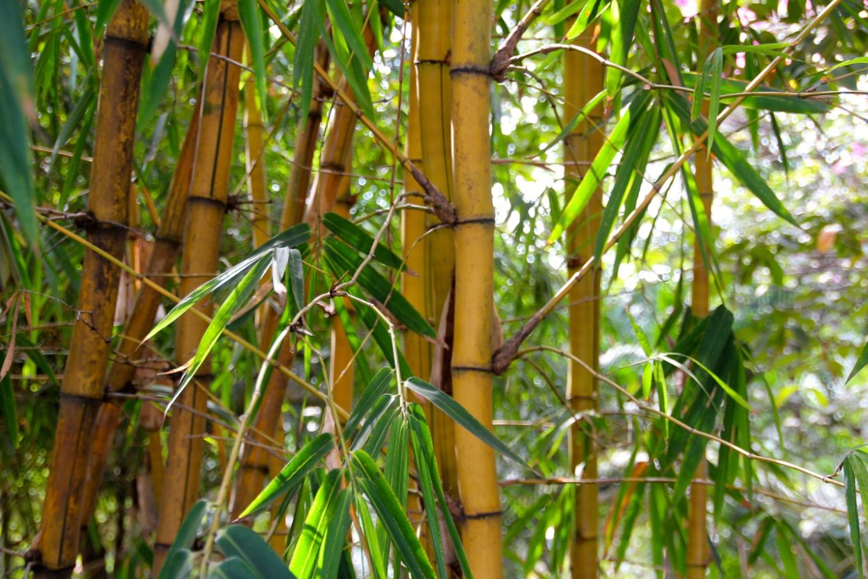 Соцветие бамбука