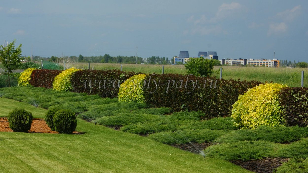 Пузыреплодник Живая изгородь