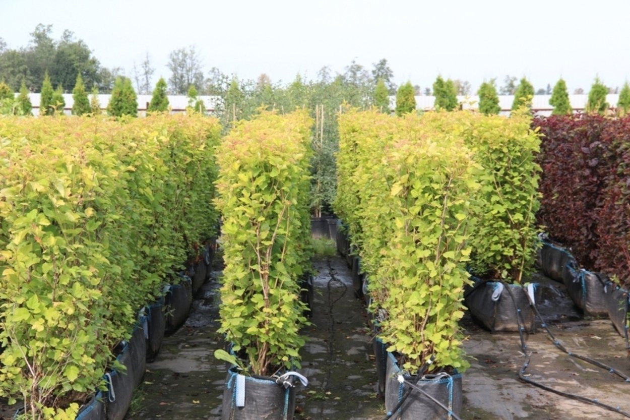 Пузыреплодник калинолистный Лютеус изгородь