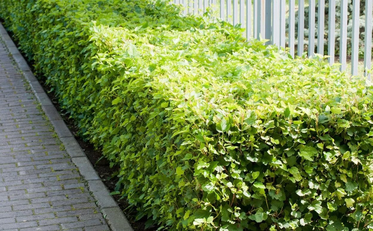 Пузыреплодник Живая изгородь