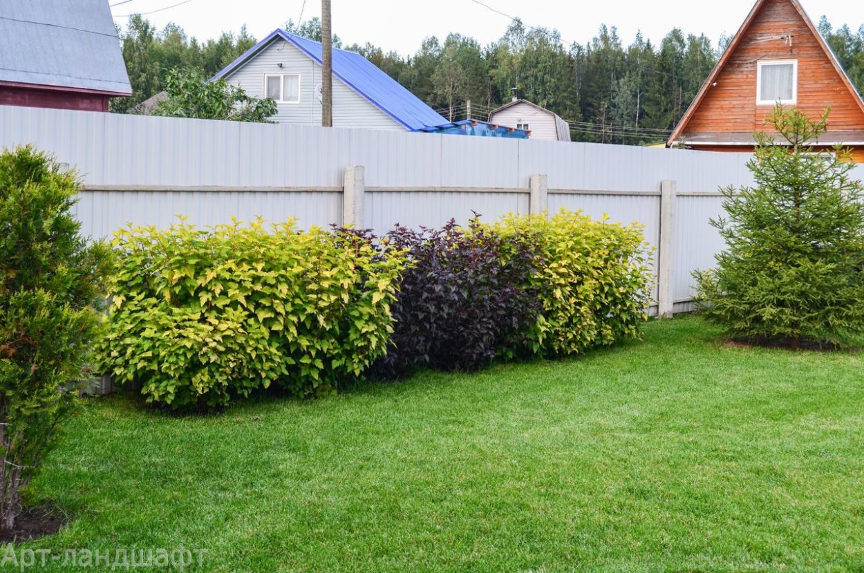 Дерен и туя в живой изгороди