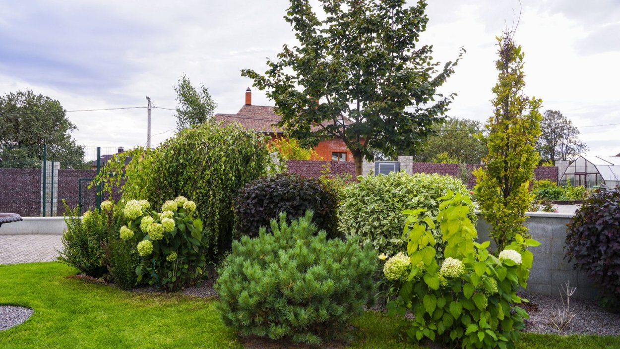 Лещина обыкновенная изгородь