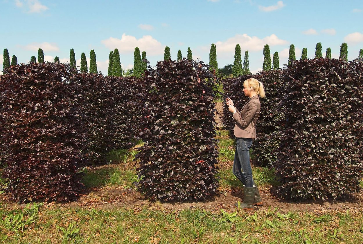 Пузыреплодник туя изгородь
