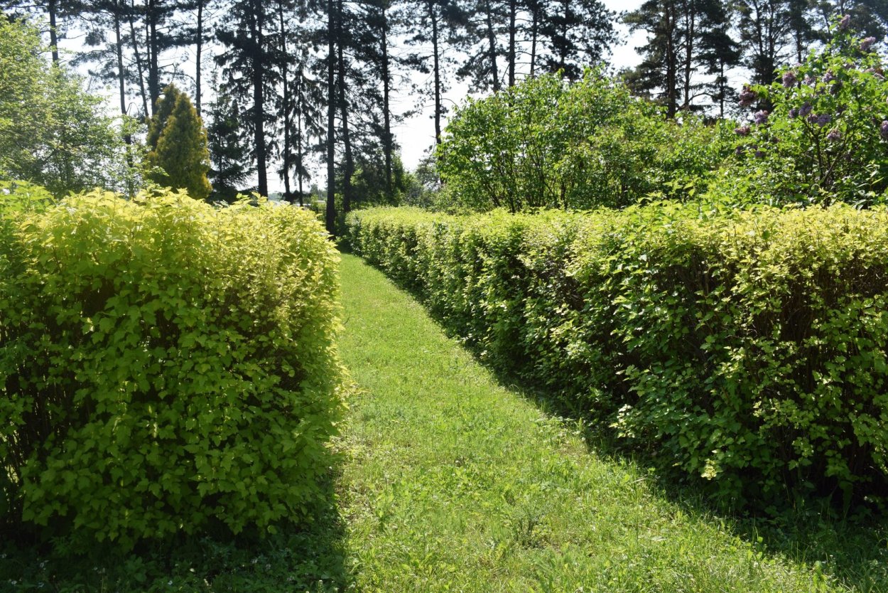 Живая изгородь на огороде
