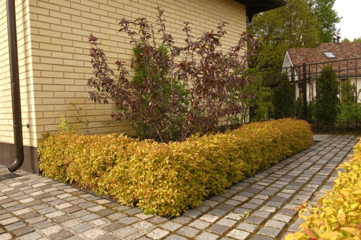 Туя, дерен, пузыреплодник