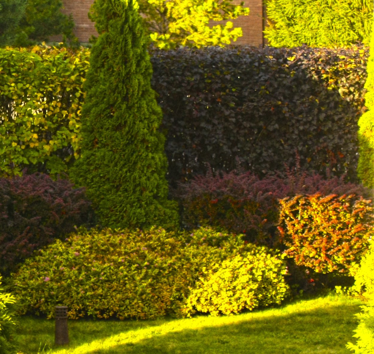 Спирея японская Голден Джек