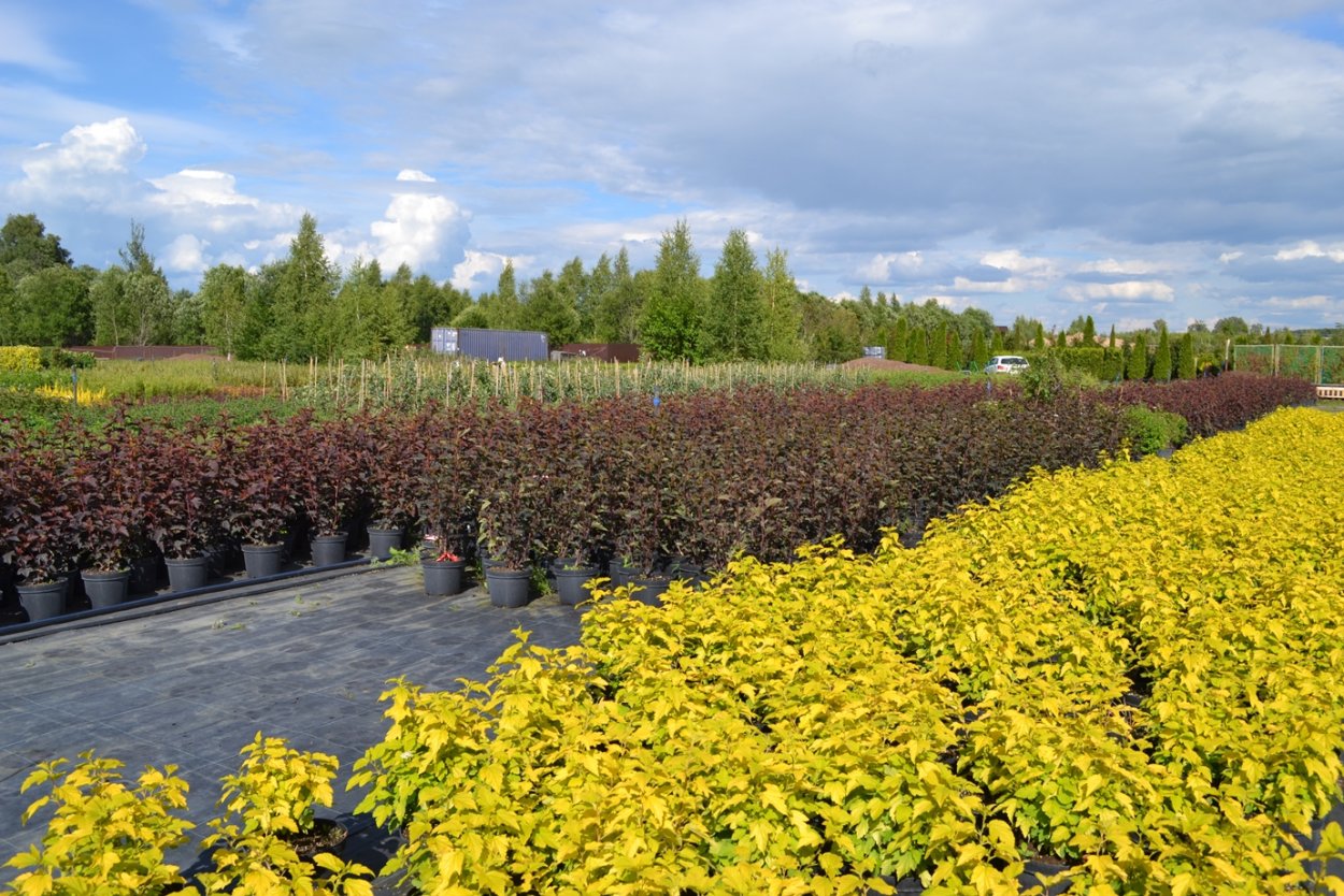 Пузыреплодник калинолистный бордюр