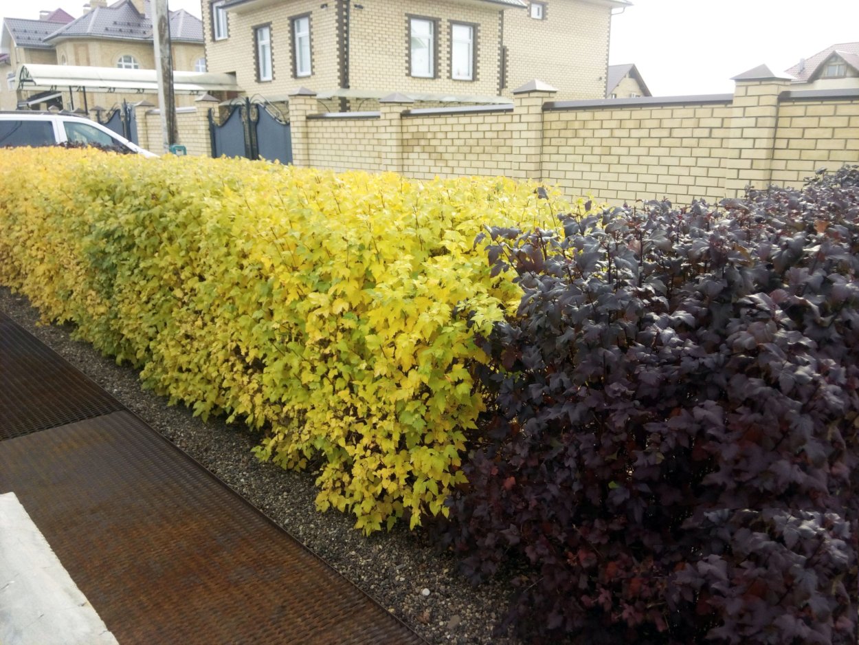 Клен Гиннала изгородь