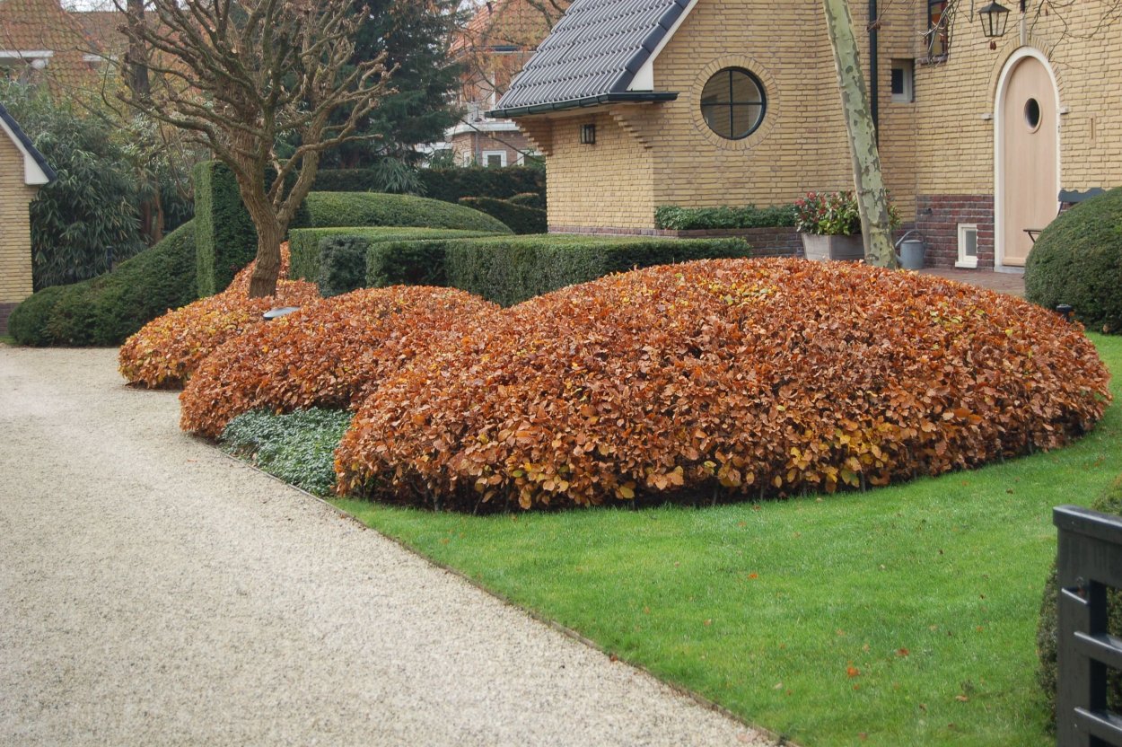 Пузыреплодник диабло Живая изгородь