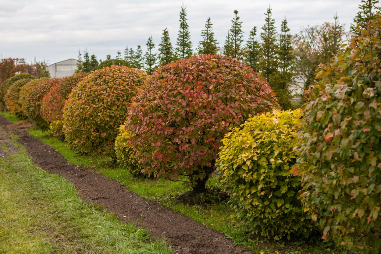 Барбарис оттавский Суперба