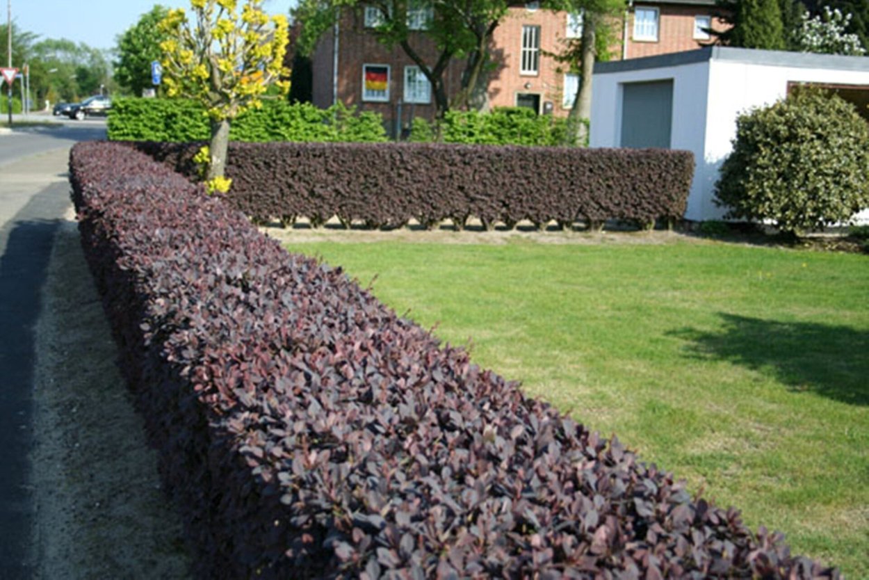 Барбарис оттавский Суперба изгородь