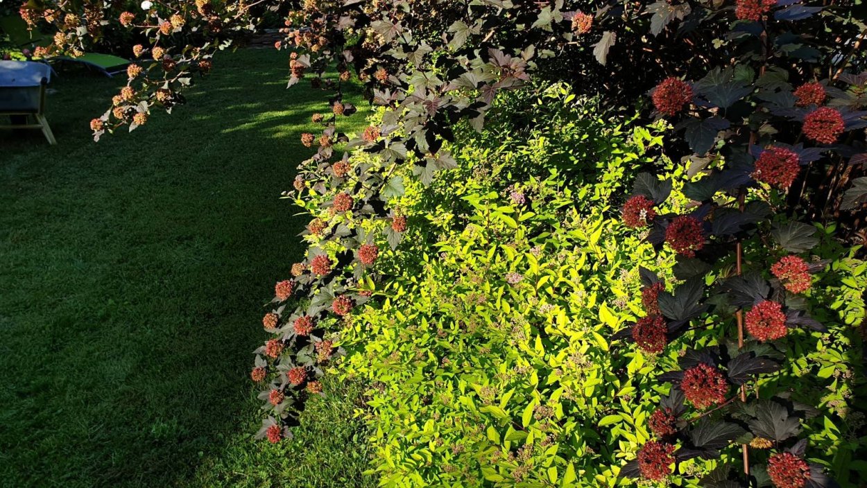 Пузыреплодник Лютеус Живая изгородь