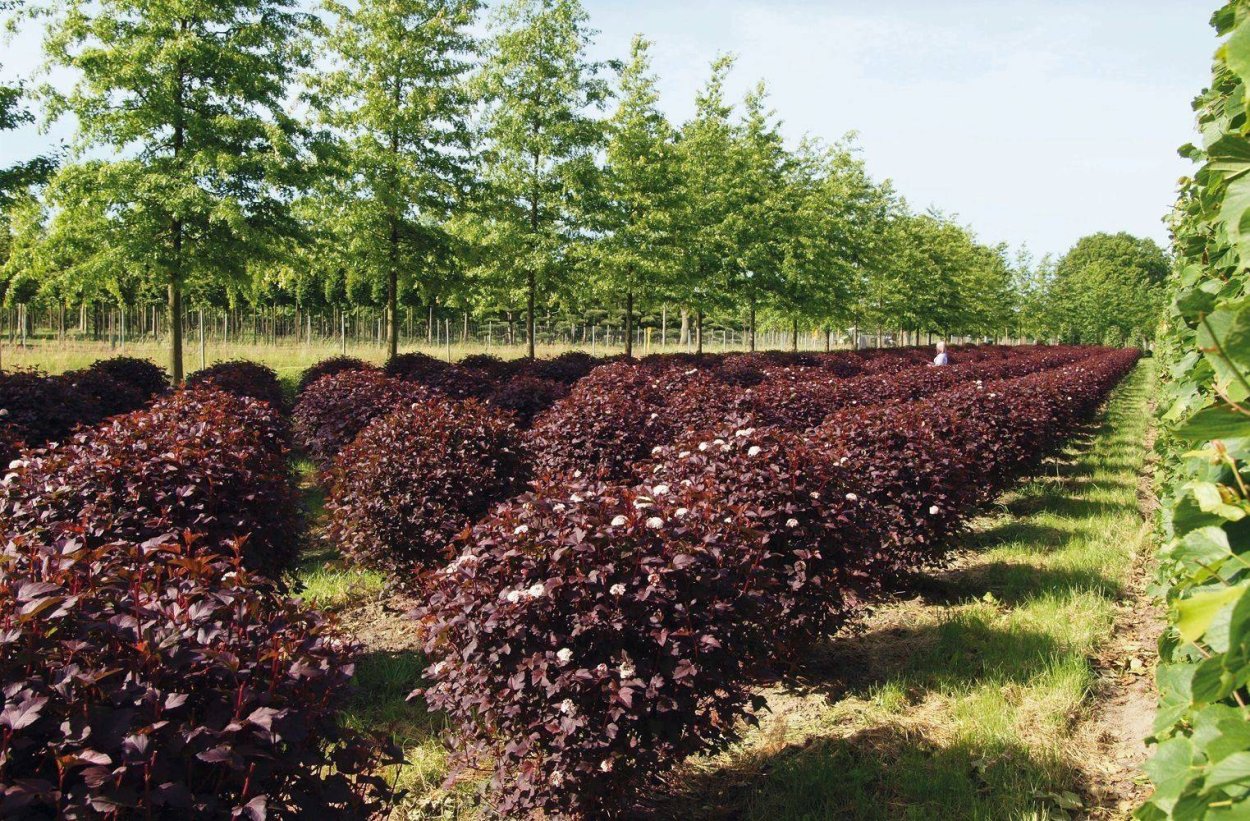 Пузыреплодник калинолистный Живая