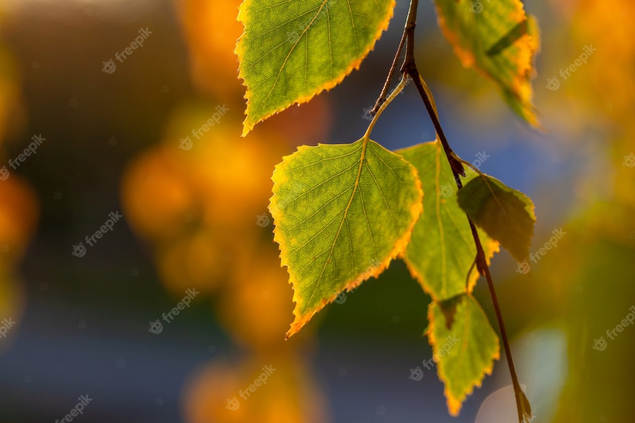 Березовые листики желтого цвета