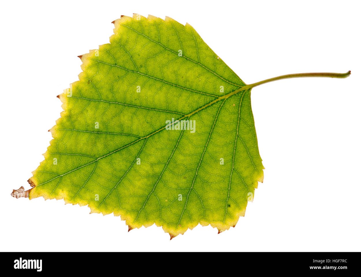 Осенний листок березы