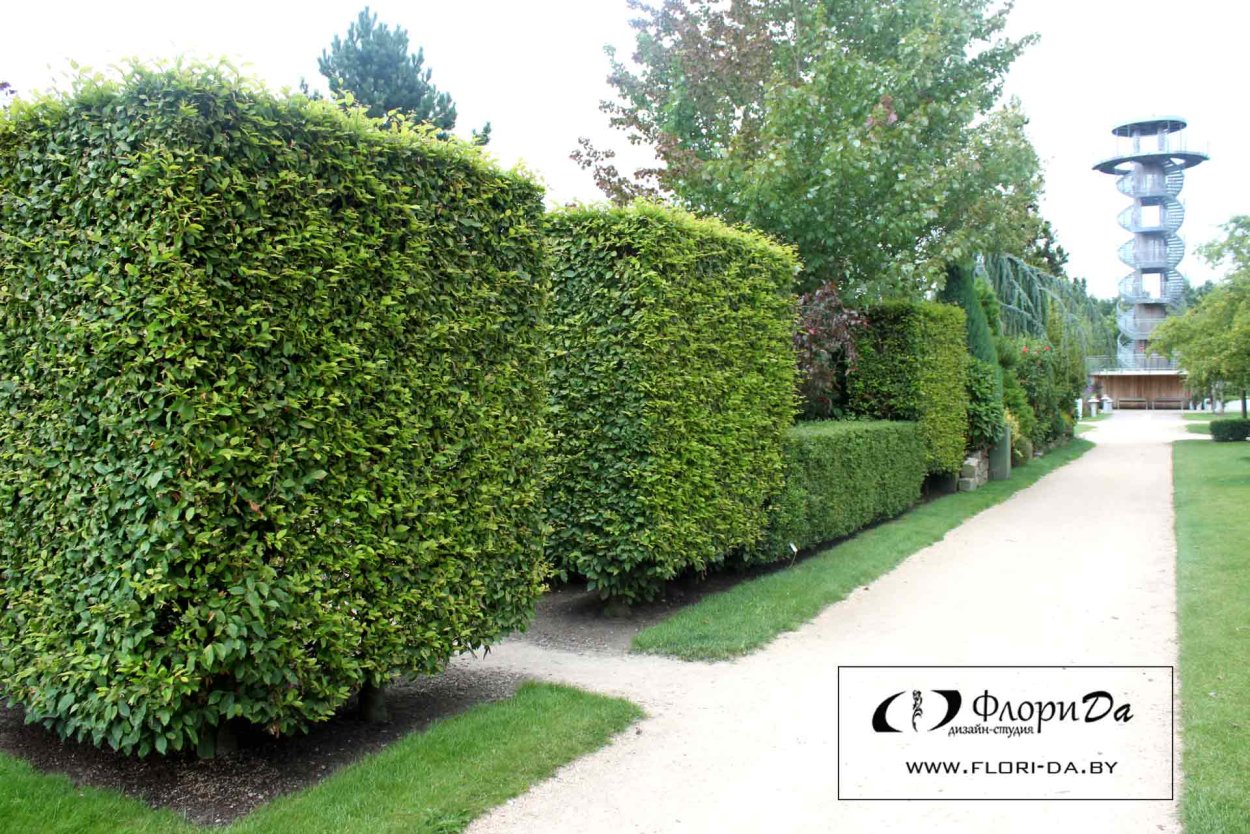 Пузыреплодник саммер вайн