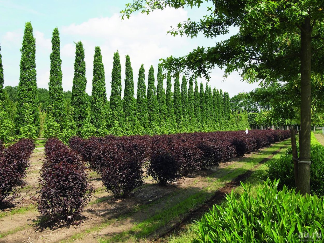 Пузыреплодник калинолистный изгородь