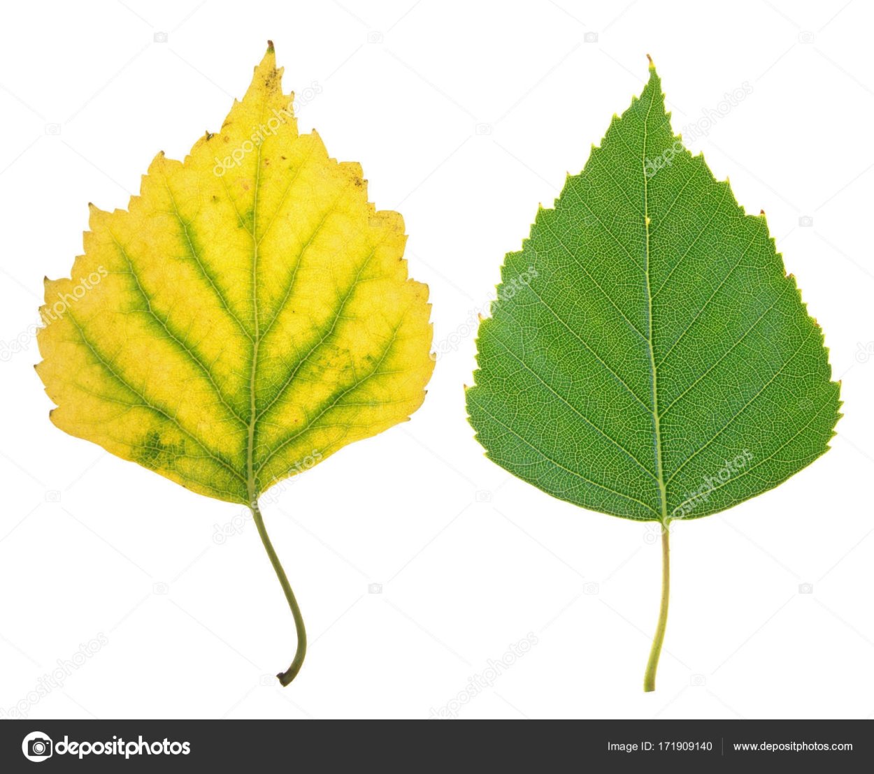 Лист липы осенью