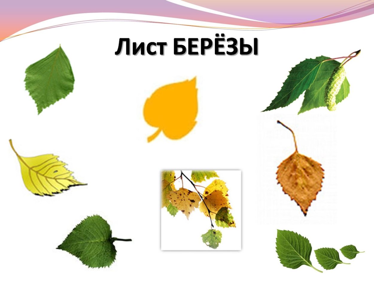 Лист желтый продолговатый