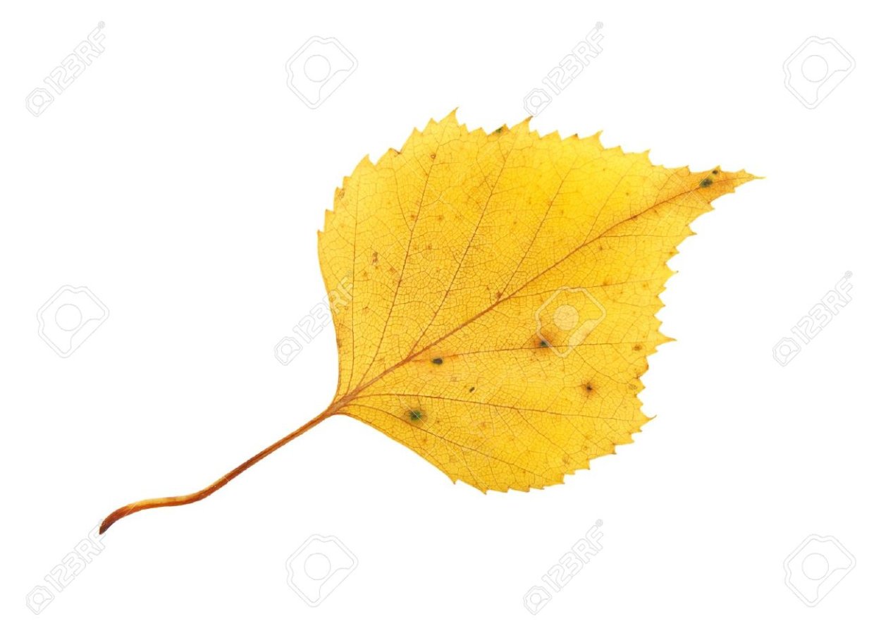 Листья березы осенью