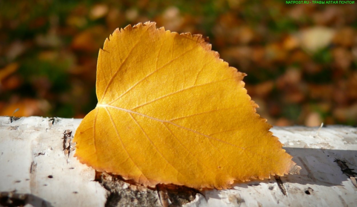 Осенние листья березы