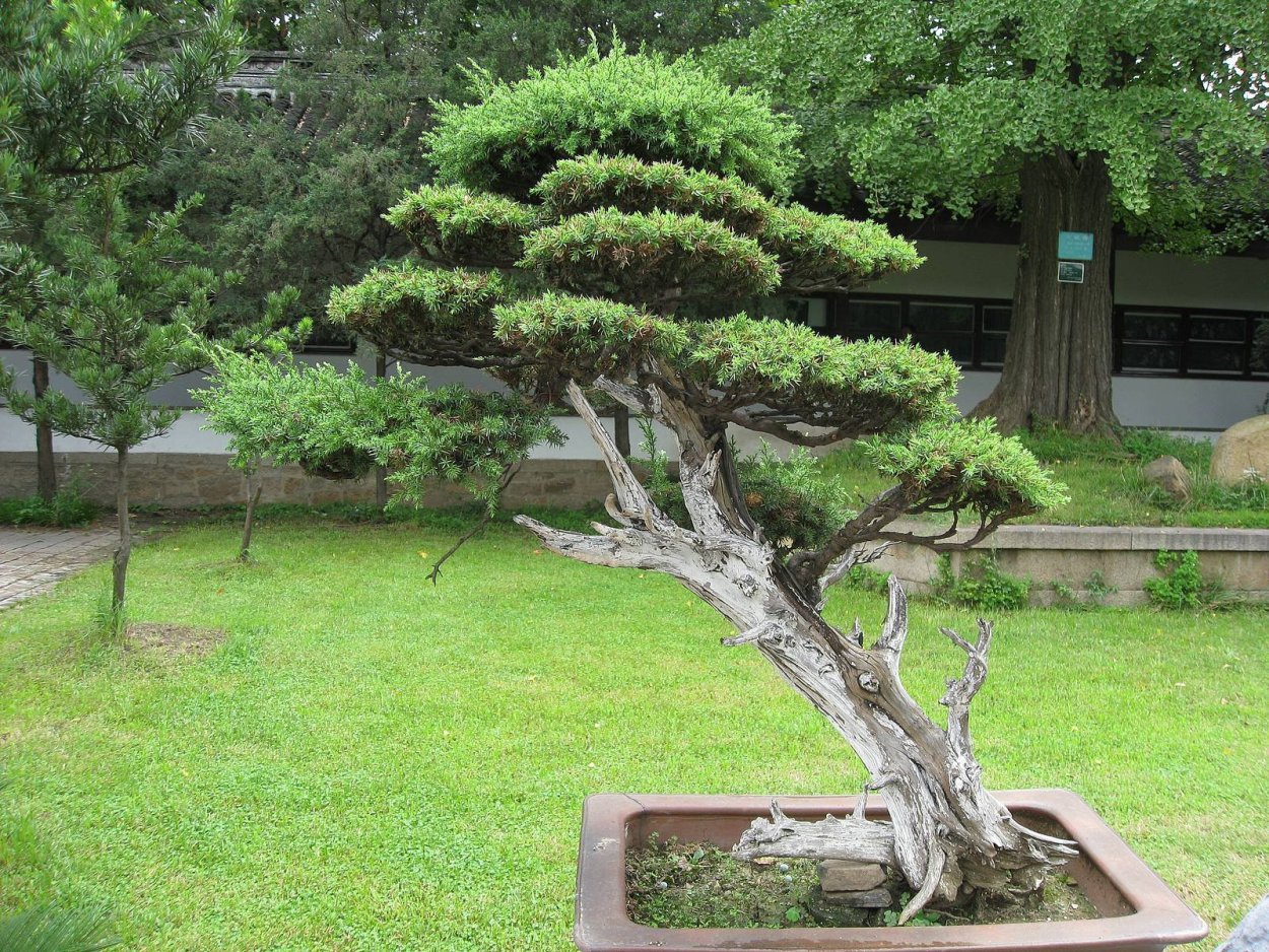 Тис бонсай ниваки