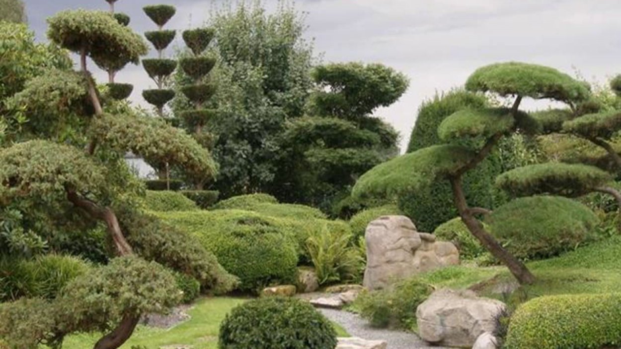 Барбарис стиль ниваки