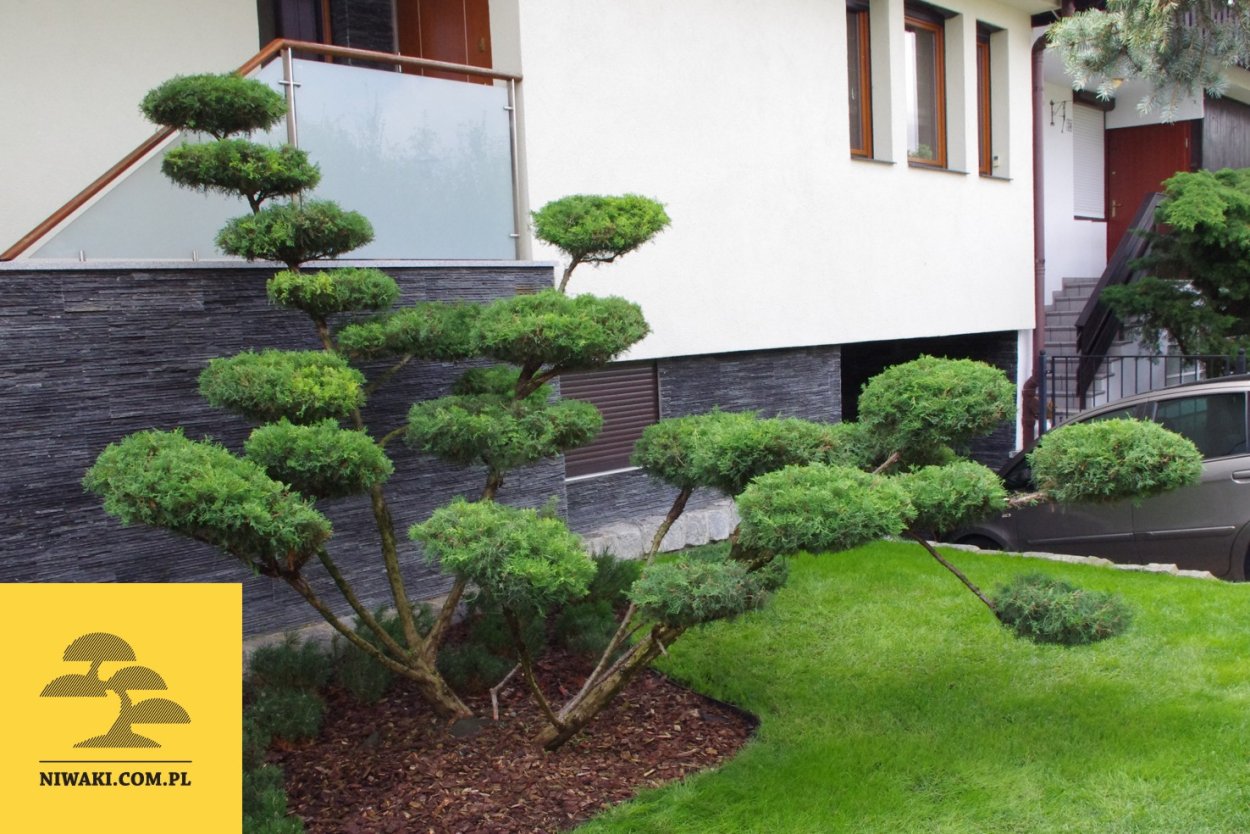 Можжевельник ниваки