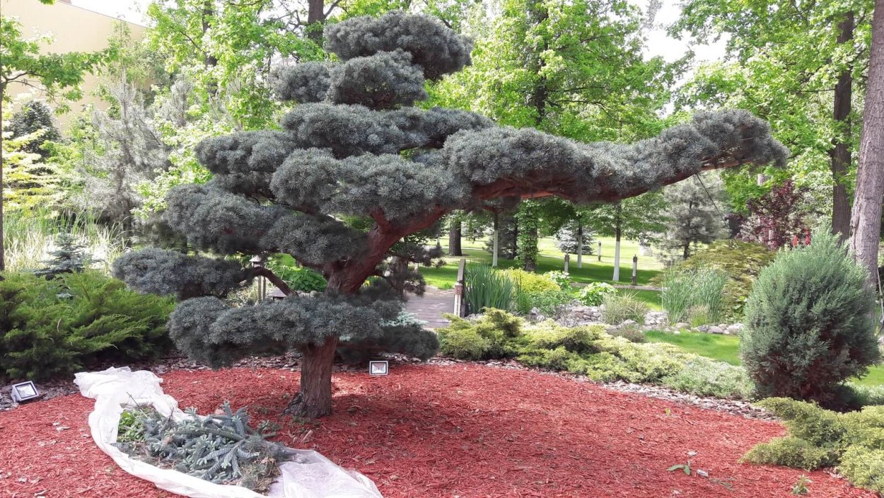 Бересклет ниваки