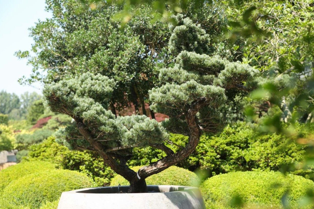 Можжевельник Мейери ниваки