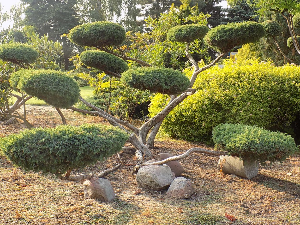 Сосна обыкновенная ниваки