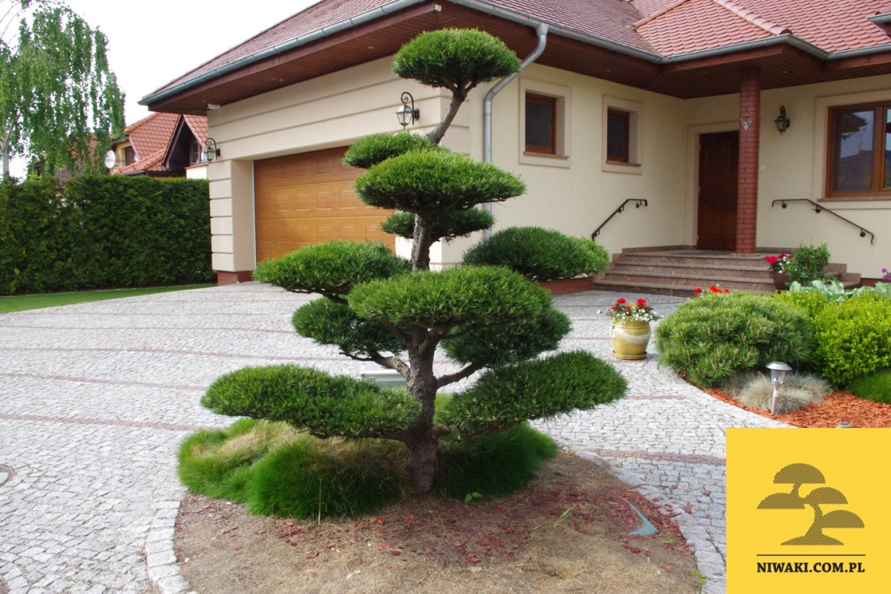 Сосна Горная ниваки