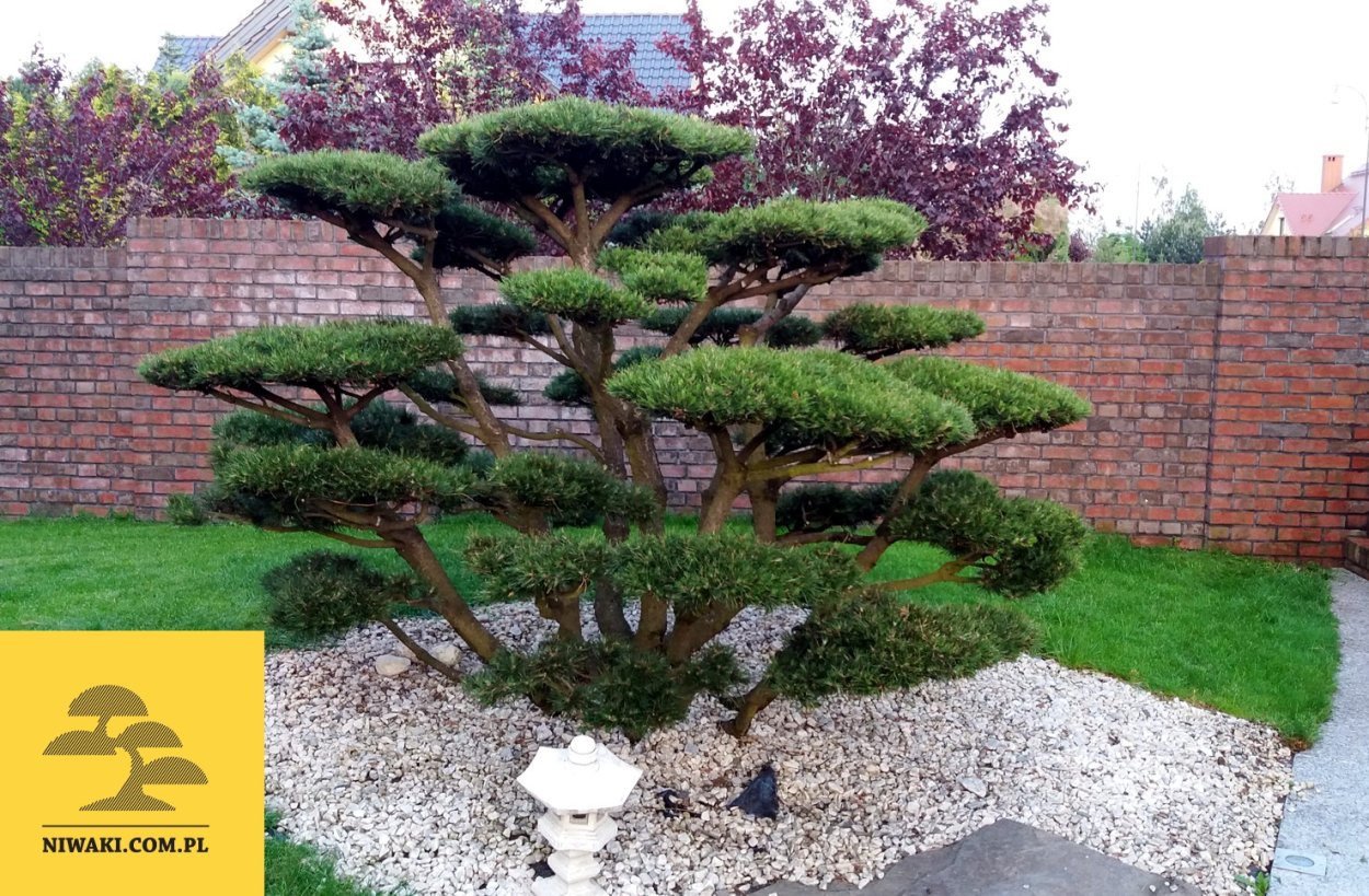 Сосна Веймутова ниваки