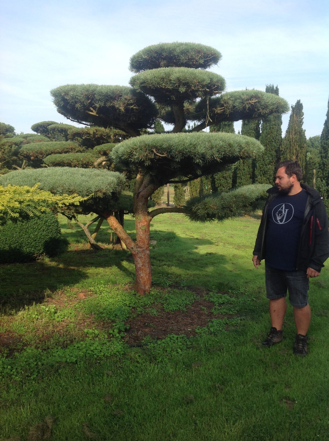 Тис бонсай ниваки