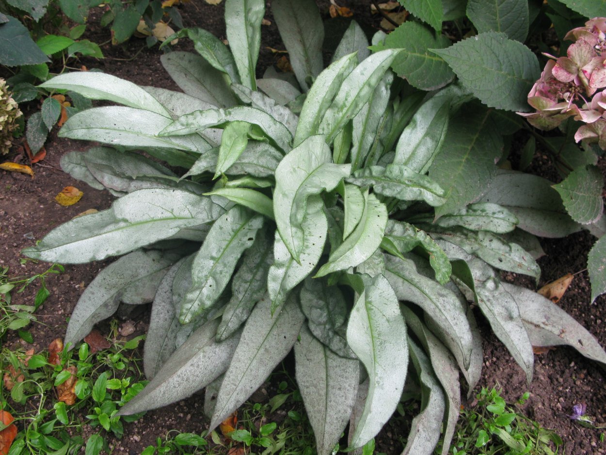 Медуница Маджести