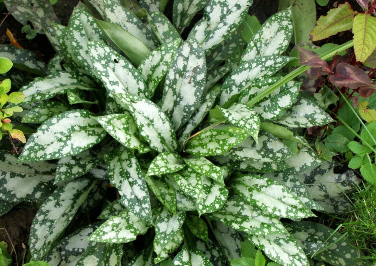 Медуница вариегатная