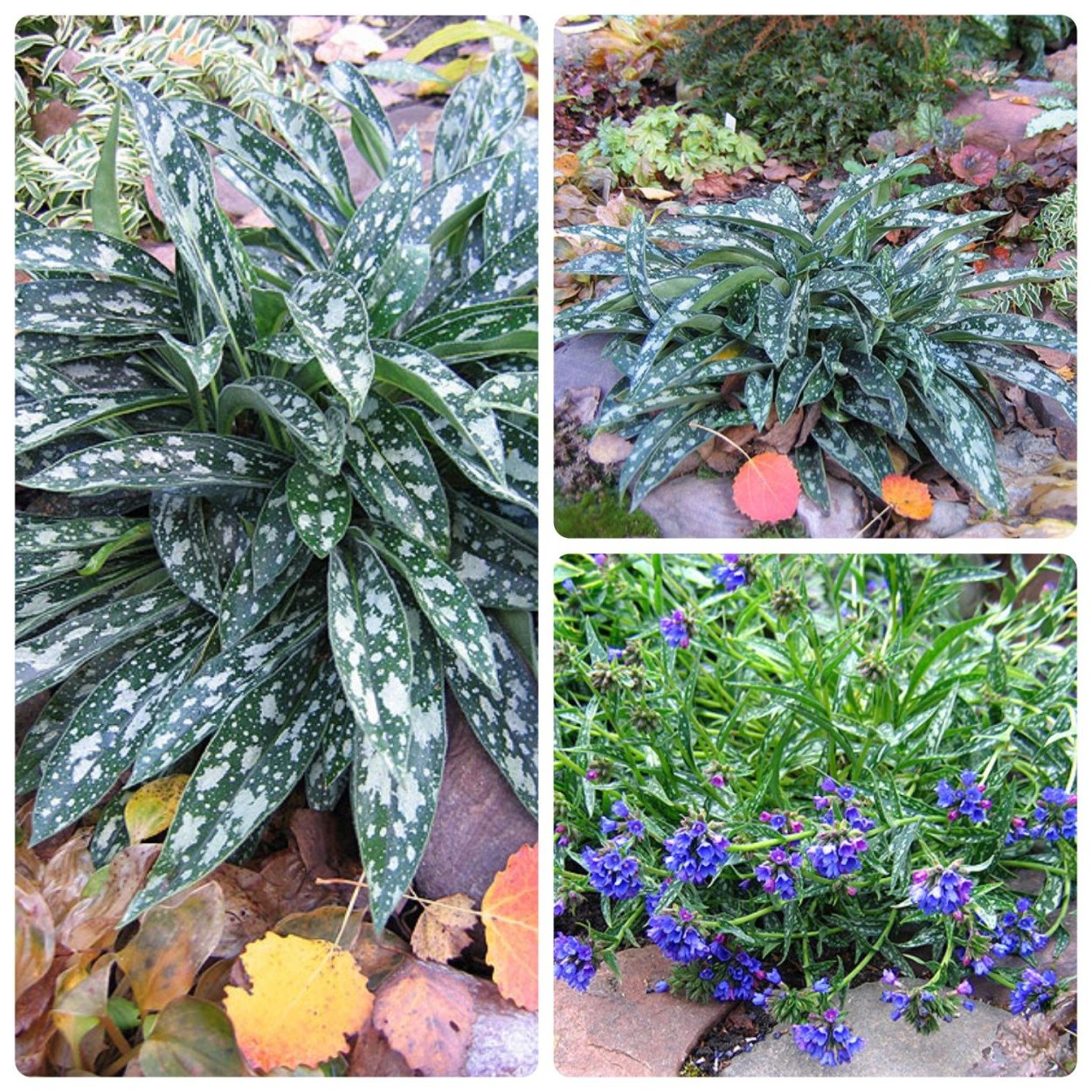 Медуница длиннолистная