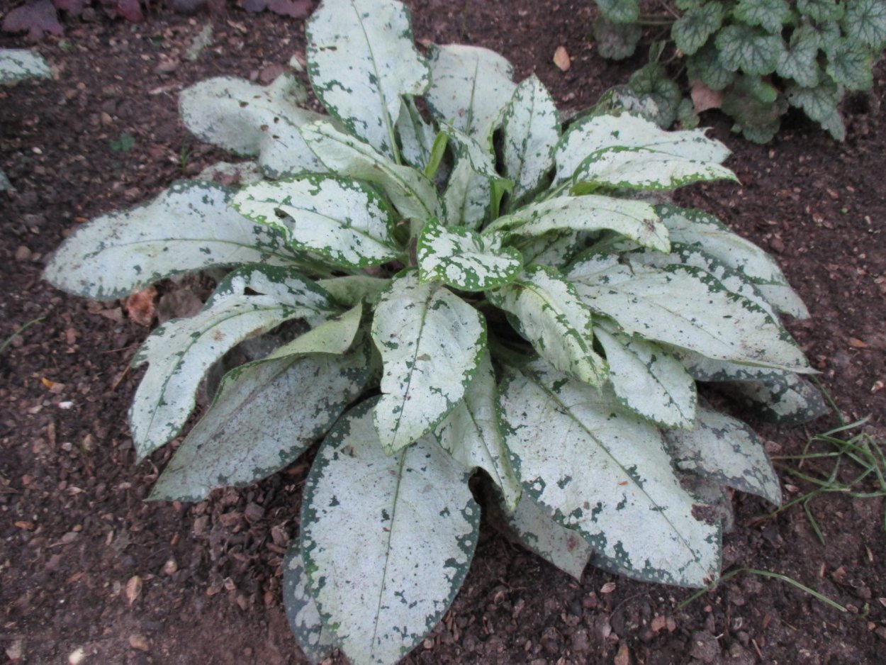 Медуница длиннолистная «Samourai»