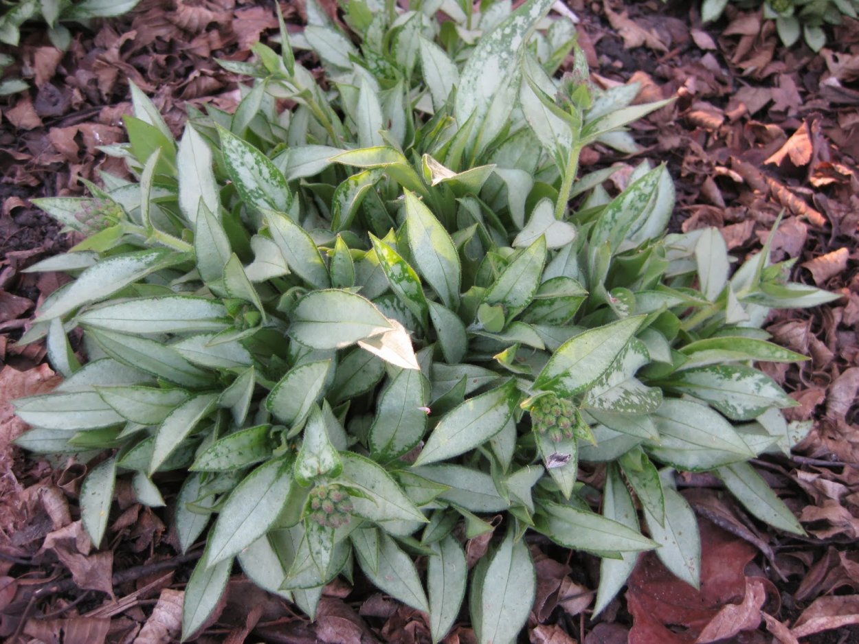 Медуница длиннолистная «Samourai»