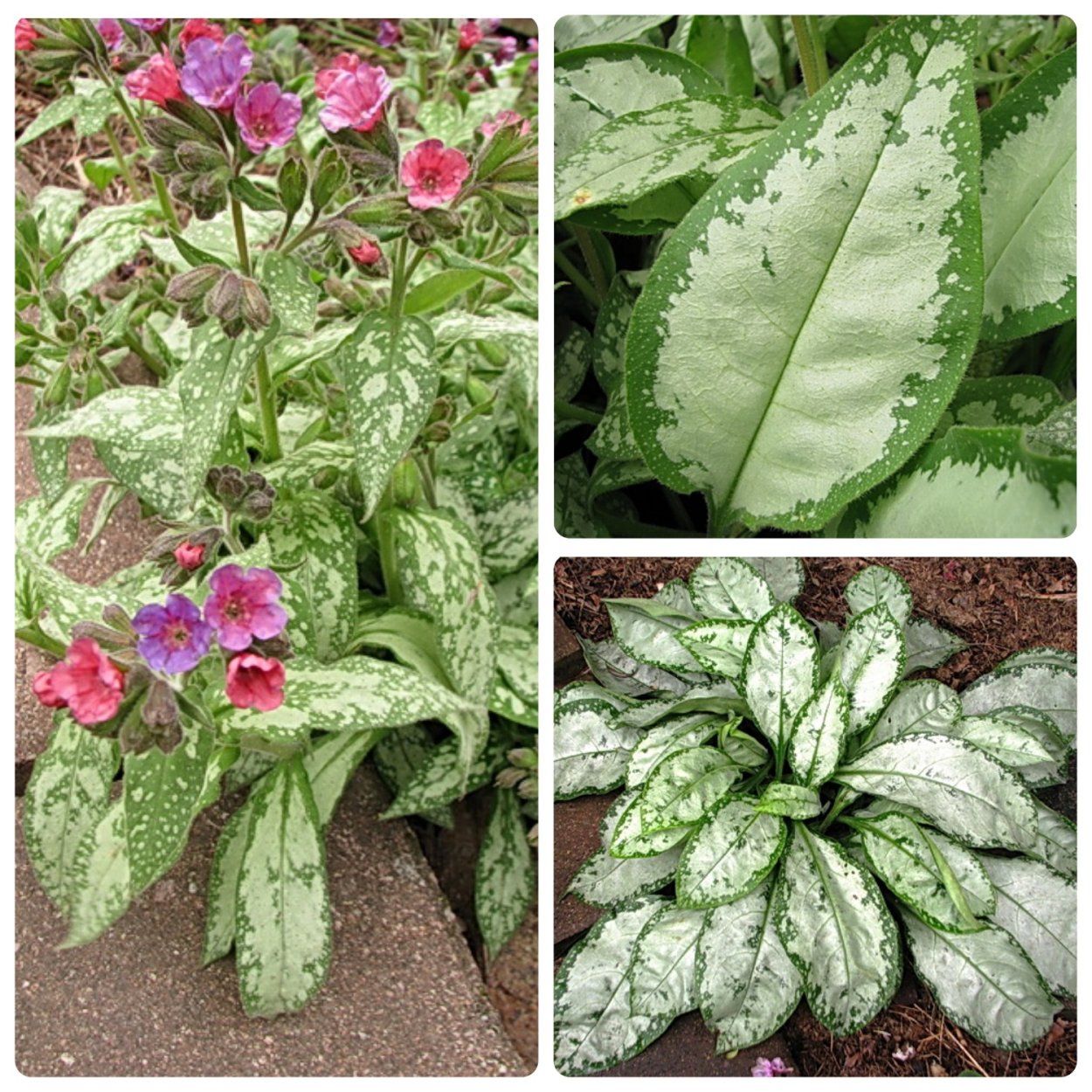 Медуница Вариегата