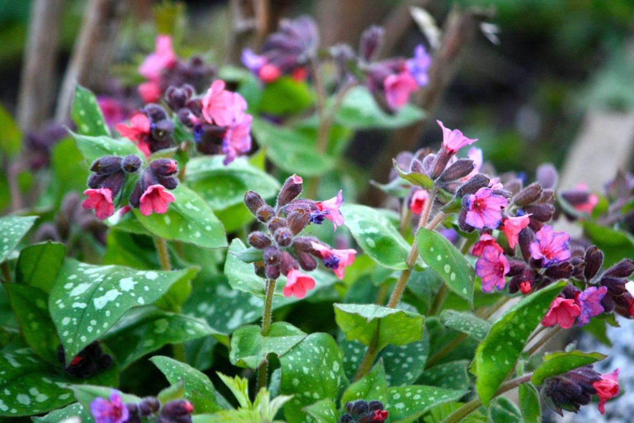 Медуница сахарная Silverado