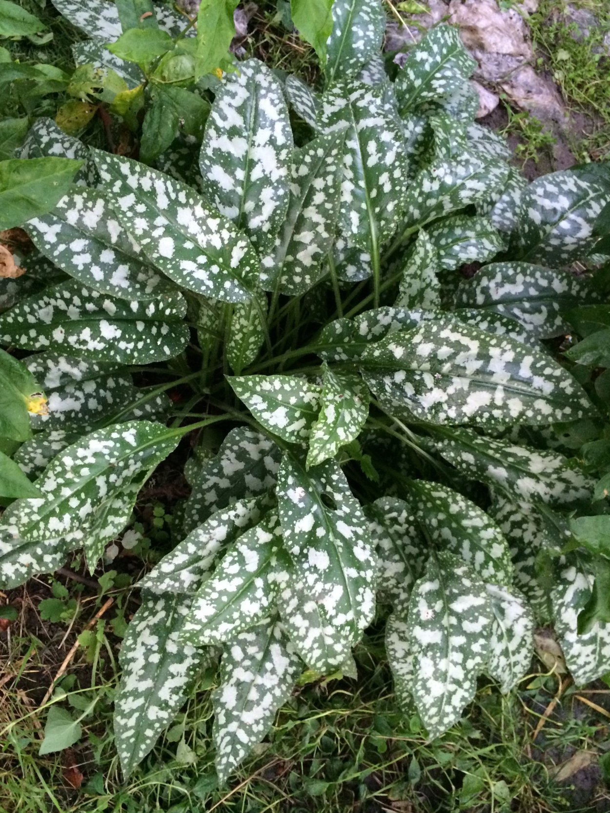 Медуница длиннолистная