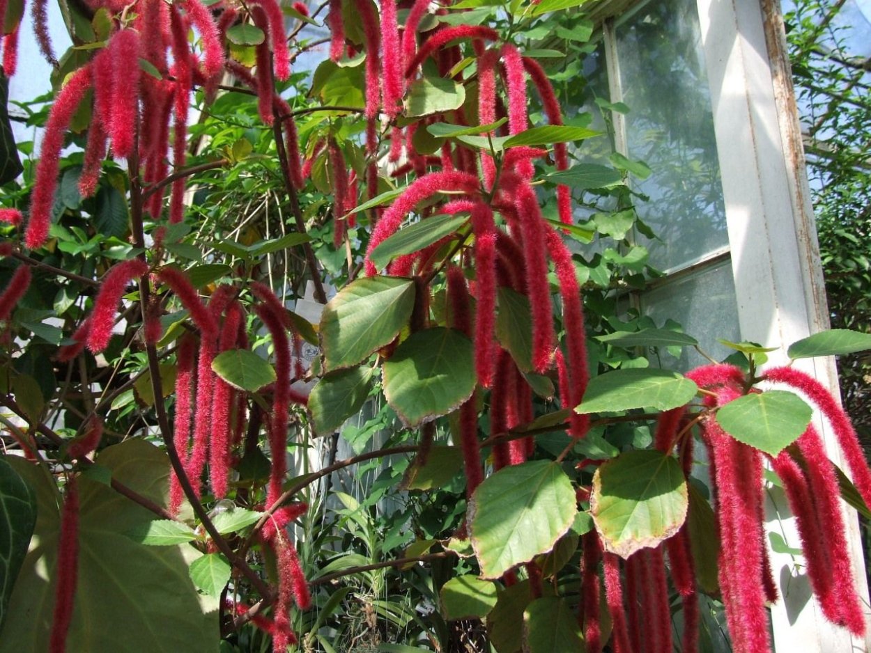 Acalypha hispida