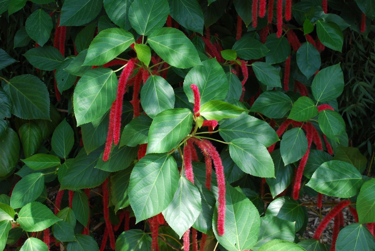 Акалифа хиспида