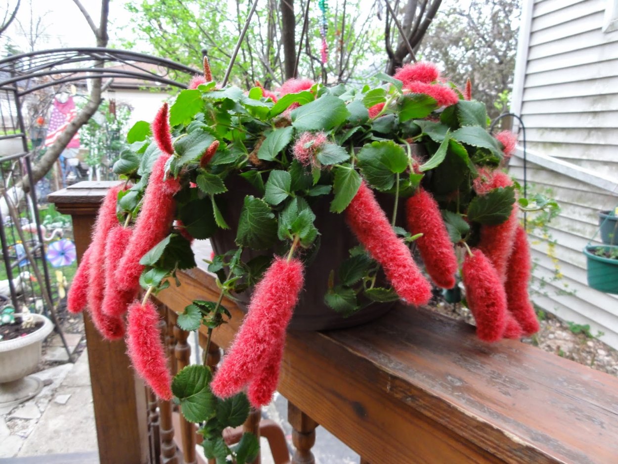 Акалифа ампельная